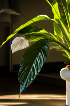 How to Make Peace Lily Bloom for Years: The Secret Natural Ingredient