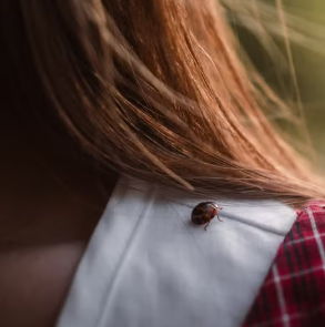 What Kind of Insect Is This? How to Identify Bugs Found on Hair or Skin
